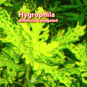 Hygrophila difformis Variegated